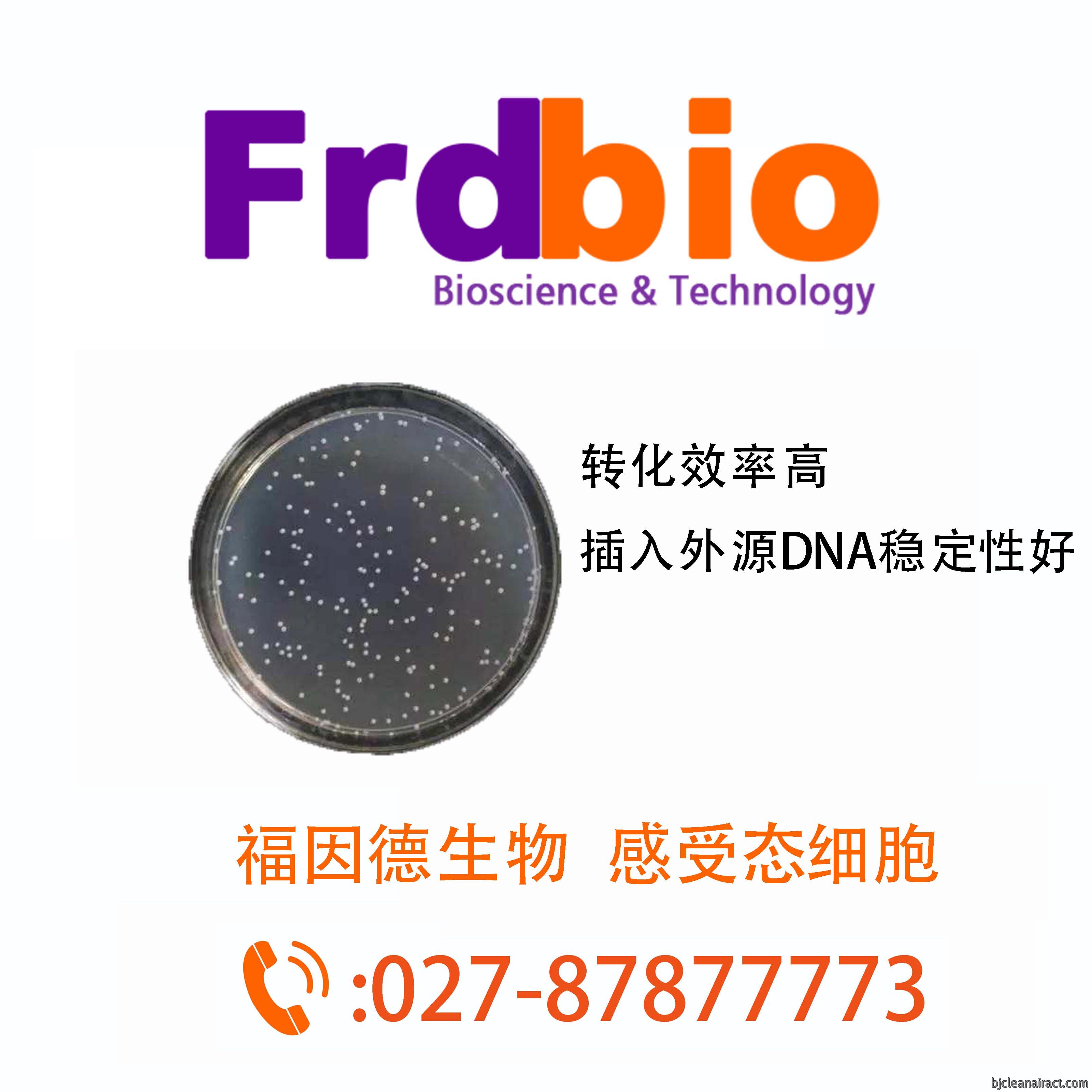JM109感受态细胞